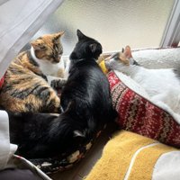 窓辺でくつろぐ縞三毛猫、黒猫、ハチワレ猫、三毛猫