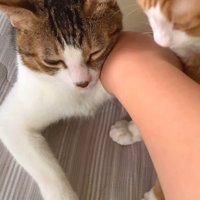 2頭の猫の間に手を入れる飼い主