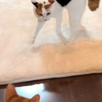 走り出す猫