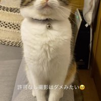 怒りの眼差しを飼い主に向ける猫