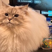 テーブルに並んだミルクティーの隣に座る猫