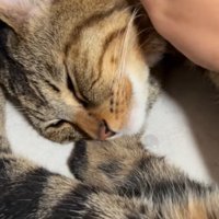 よだれを垂らしている大きい猫