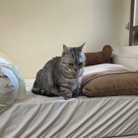 ベッドの上でお座りをして固まっている猫