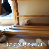 赤ちゃん猫を見守る子猫