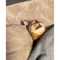 こたつで眠る猫