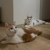室内にいる猫たち