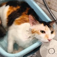お湯の入ったバスタブに浸かっている三毛猫