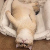 だらける猫
