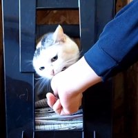 噛みつこうとする姿