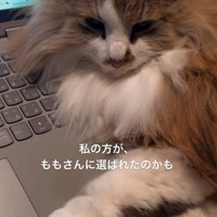パソコンのキーボードの上に乗る猫