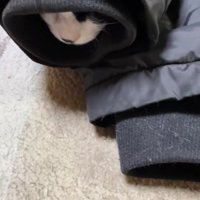 袖の中の猫