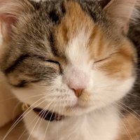 渋い顔の猫