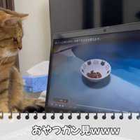 おやつをガン見するみにらくん