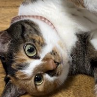 床に寝そべっている猫