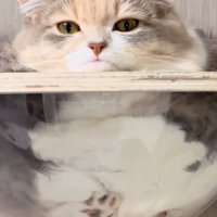 ドアップで撮られる猫
