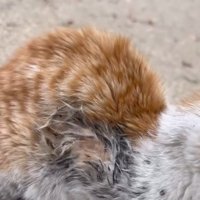 汚れている善くん