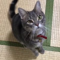 畳の上でお座りをしている画面右側を見つめる猫