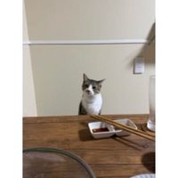 食卓にいた猫