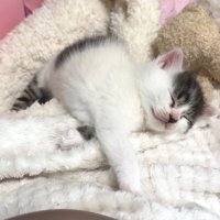 お昼寝