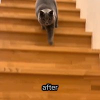 左前足を伸ばして階段を下りる猫