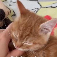 アゴを撫でられる子猫