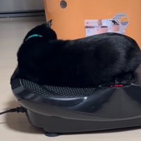 ブルブルマシンに乗る黒猫6