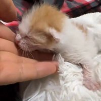 子猫に手を添える飼い主