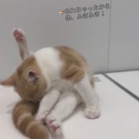 浴槽の蓋の上に座って片足を上げる子猫