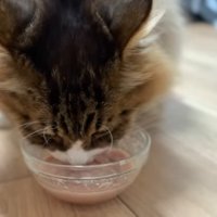ご飯