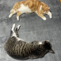 「こ」の形で寝る猫