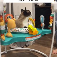 赤ちゃんのおもちゃで遊ぶ猫