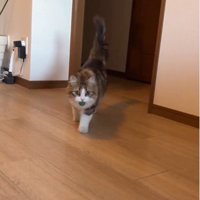 ボールをくわえている猫