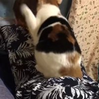 背中の上に乗って猫パンチする猫