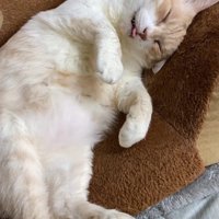 仰向けで寝る猫