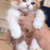 人に抱かれている猫