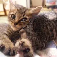 カメラ目線の猫