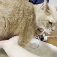 首元とお腹を撫でられる猫ちゃん（画像右側に充電ケーブルが映り込んでいます）