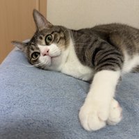 横たわるキジ白猫