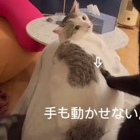 目をそらさない猫