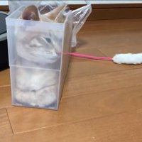 落ち着くひのきちゃん