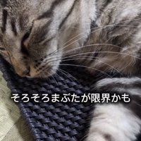 カゴの蓋の上で目を閉じる猫の上半身アップ
