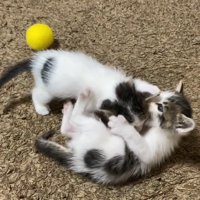 じゃれ合う2匹の子猫
