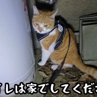 トイレ中の猫