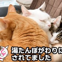 くっついて寝ている三匹の猫
