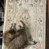 玄関マット左端で丸くなってくつろぐ猫