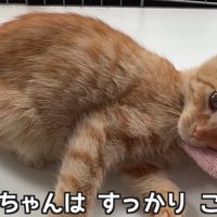人の手に顔を乗せて甘える子猫