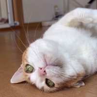 寝転がっている猫