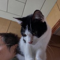 人の肩に乗る猫