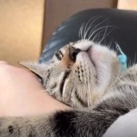 足に頭を擦りつける子猫