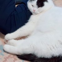 人間の足を枕にして寝る猫